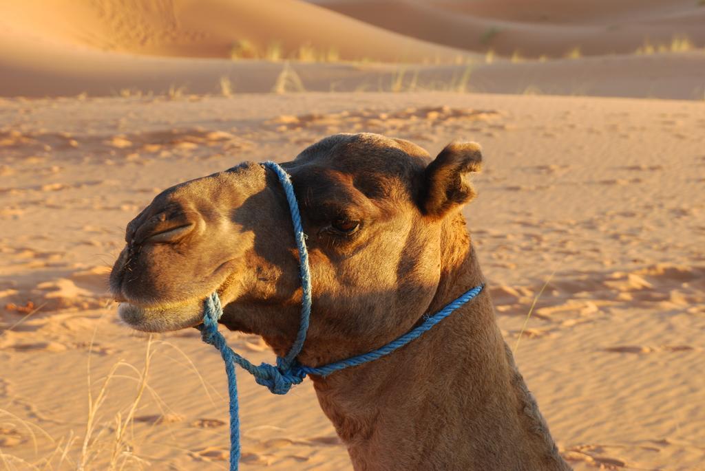 Auberge De Charme Les Dunes D'Or Merzouga Zewnętrze zdjęcie